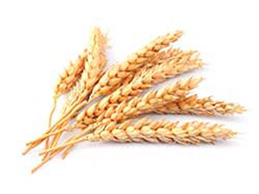 Wheat